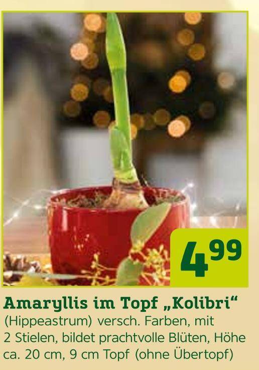 Amaryllis im topf kolibri (hippeastrum) Angebot bei Pflanzen Klle