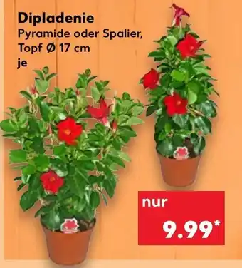 Kaufland Dipladenie Angebot