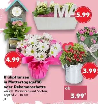 Kaufland Blühpflanzen in Muttertagsgefäß oder Dekomanschette Angebot