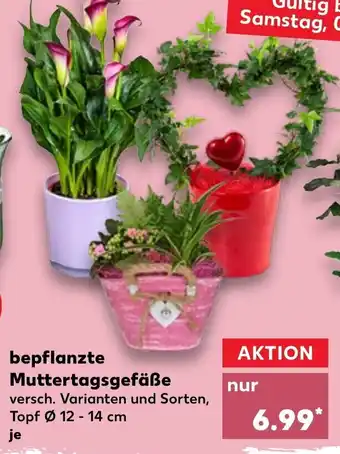 Kaufland Bepflanzte Muttertagsgefäße Angebot