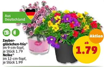 PENNY Zauberglöckchen Trio oder Nelke Angebot