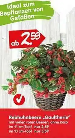 Blumen Risse Rebhuhnbeere „gaultherie“ Angebot