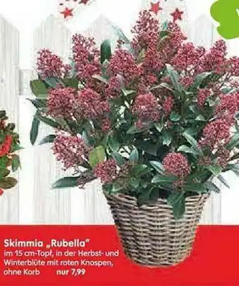 Blumen Risse Skimmia „rubella“ Angebot