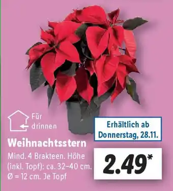Lidl Weihnachtsstern Angebot