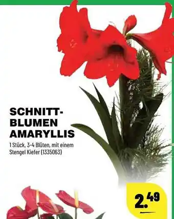 Kupsch Schnitt-blumen Amaryllis Angebot