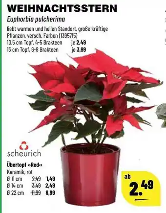 Kupsch Weihnachtsstern Angebot