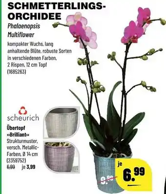 Kupsch Schmetterlings-orchidee Angebot