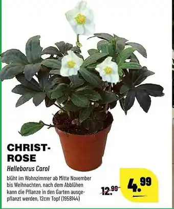 Kupsch Christrose Angebot