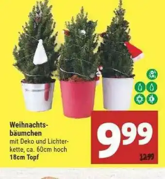 Marktkauf Weihnachtsbäumchen Angebot