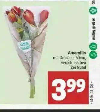 Marktkauf Amaryllis Angebot