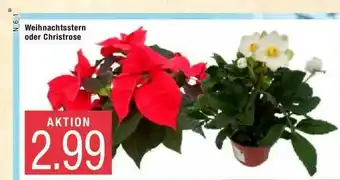 Marktkauf Weihnachtsstern Oder Christrose Angebot