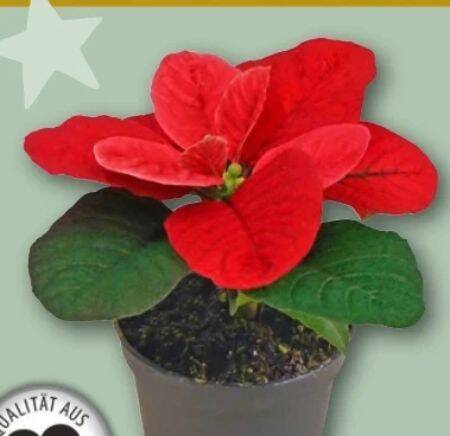 Mini Weihnachtsstern Christmas Mouse Angebot bei REWE Center