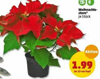 PENNY Weihnachts-stern Angebot