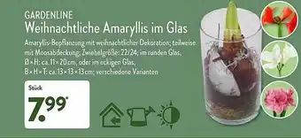 Aldi Nord Gardenline Weihnachtsliche Amaryllis Im Glas Angebot