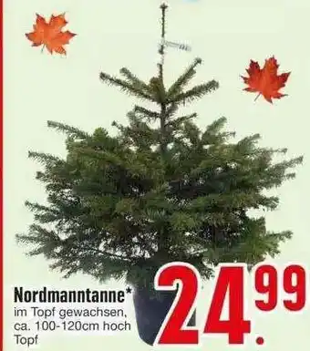 Edeka Nordmanntanne Angebot