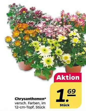 NETTO Chrysanthemen Angebot