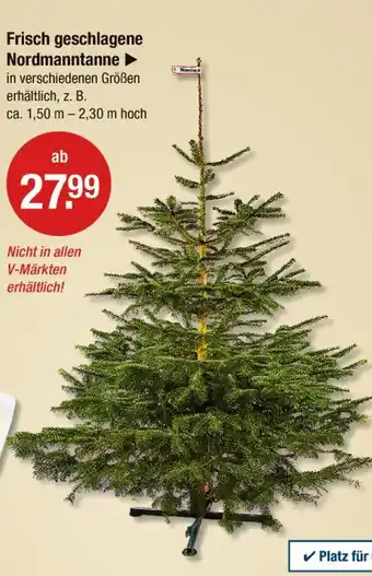 V Markt Frisch geschlagene nordmanntanne Angebot