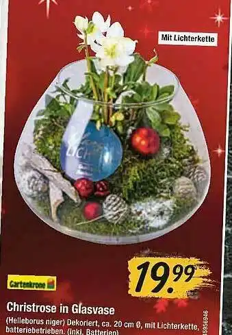 Hagebau Gartenkrone Christrose In Glasvase Angebot