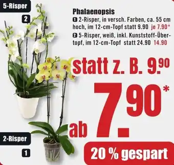 B1 Discount Baumarkt Phalaenopsis Angebot