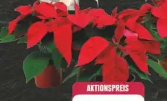 Edeka Weihnachtssterne Angebot