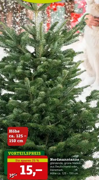 Pflanzen Kölle Nordmanntanne Angebot