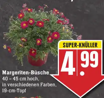 Edeka Margeriten Büsche Angebot