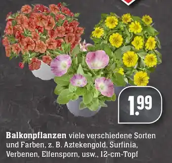 Edeka Balkonpflanzen Angebot