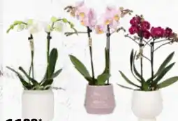 OBI Schmetterlings-Orchidee Angebot