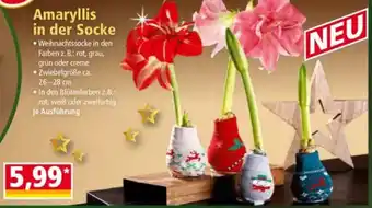 Norma Amaryllis in der Socke Angebot