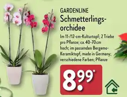 Aldi Nord GARDENLINE Schmetterlings- orchidee Angebot