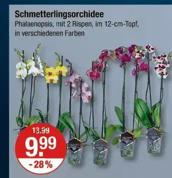 V Markt Schmetterlingsorchidee Angebot