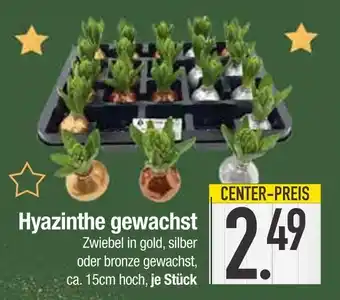 Edeka Hyazinthe gewachst Angebot