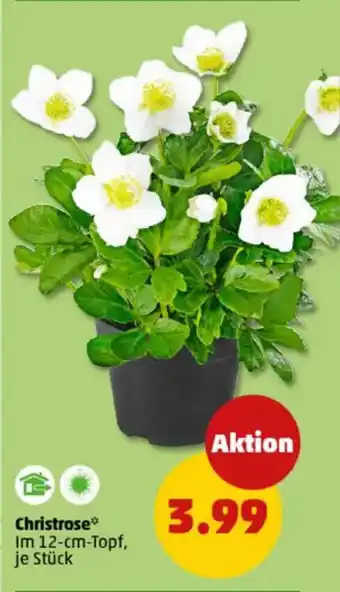 PENNY Christrose Angebot