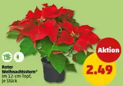 PENNY Roter Weihnachtsstern Angebot