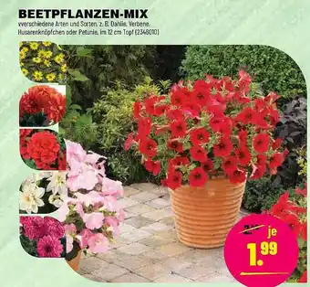 Leitermann Baumarkt Beetpflanzen Mix Angebot