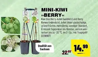 Leitermann Baumarkt Mini-kiwi „Berry” Angebot