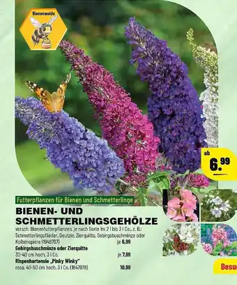 Leitermann Baumarkt Bienen- Und Schmetterlingsgehölze Angebot