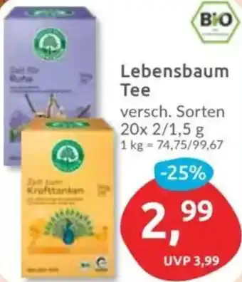 Budni Lebensbaum Tee Angebot