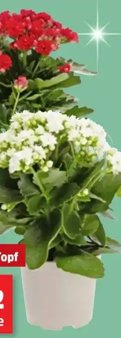 Thomas Philipps Kalanchoe Flammendes Käthchen Angebot