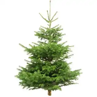 toom Baumarkt Weihnachtsbaum Nordmanntanne Angebot