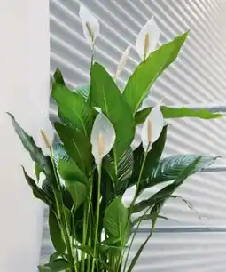 Hagebau Einblatt Spathiphyllum Angebot