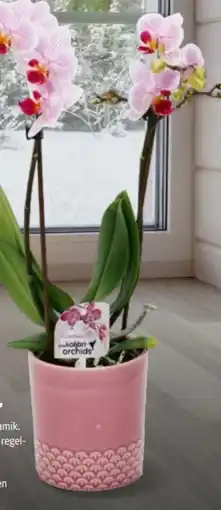 Hagebau Orchidee Little Kolibri Angebot