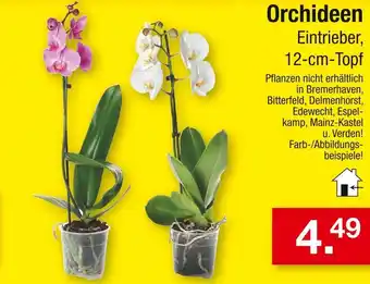 Zimmermann Orchideen Angebot