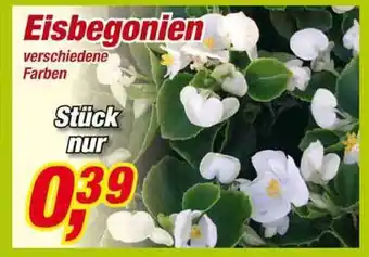 Posten Börse Eisbegonien Angebot