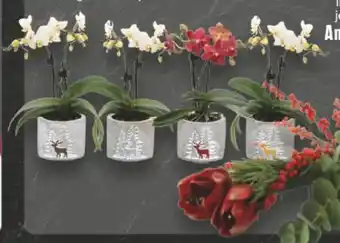 Edeka Orchideen-Adventsschale Angebot