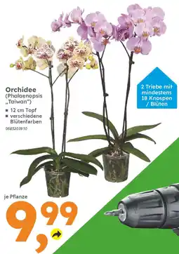 Globus Baumarkt Orchidee Angebot