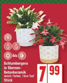 Edeka Schlumbergera in sternen-betonkeramik Angebot