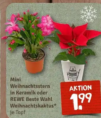 nahkauf Rewe beste wahl mini weihnachtsstern in keramik oder weihnachtskaktus Angebot