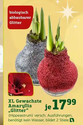 Pflanzen Kölle Xl gewachste amaryllis „glitter“ Angebot