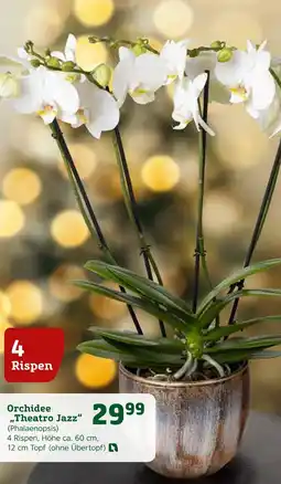 Pflanzen Kölle Orchidee „theatro jazz“ Angebot